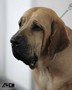 Matriz - Fila Brasileiro Dourado - Canil Singular - Olivia
